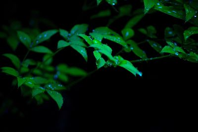 Close-up of water drops on leaves