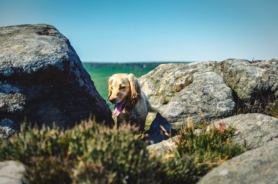 Dog amidst rocks against clear blue sky