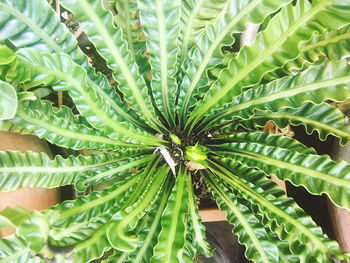 Full frame shot of succulent plant