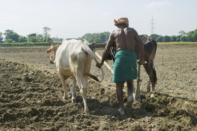 Rear view of farmer ploughing field with bullocks