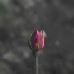 Close-up of pink rose blooming outdoors