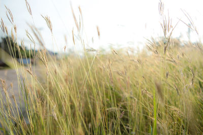 Close-up of wheat field against sky