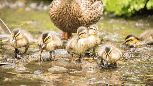 Spot-billed duck children watched over by their mother birds.