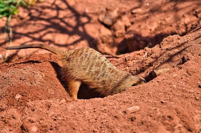 Close-up of lizard on rock