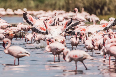 Flamingos in lake