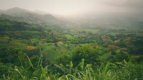 High angle view of rice field against sky during foggy weather