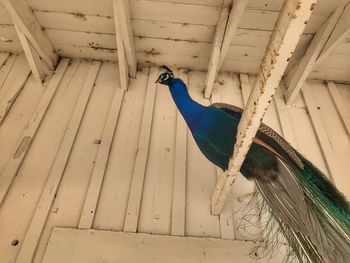 Low angle view of a peacock perched on rafters