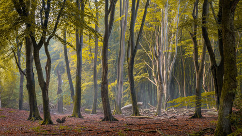 Trees in forest