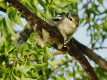 Low angle view of squirrel perching on tree