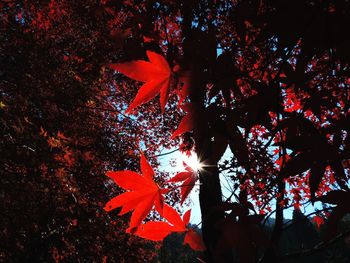 Low angle view of trees