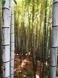 Close-up of bamboo trees in the forest