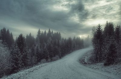 Trees in forest against sky during winter