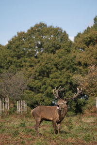 Deer on field against trees