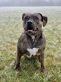 Portrait of amstaff dog sticking out tongue on land