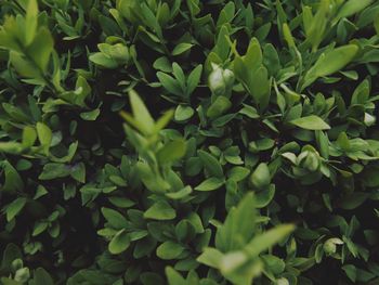 Full frame shot of fresh green plants