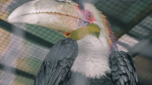 Close-up of bird in cage