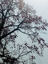 Low angle view of flower tree against clear sky