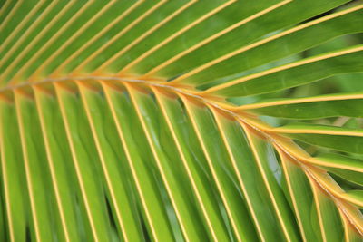 Close-up of palm leaves