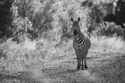 black and white