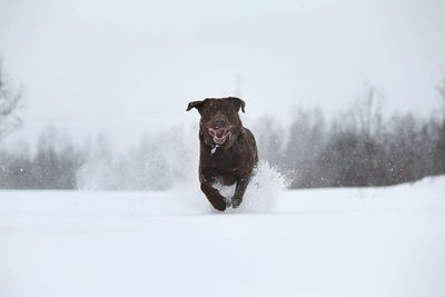 Dog on snow covered land