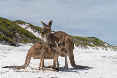 Kangaroos on the white beach of lucky bay, cape le grand national park, western australia