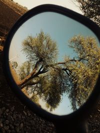 View of trees against sky