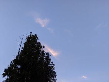 Low angle view of tree against sky