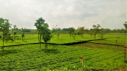 Scenic view of agricultural field against sky