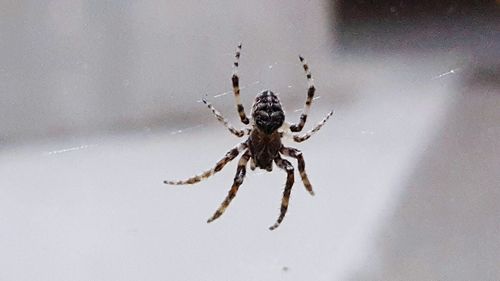 Close-up of spider on web