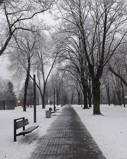 Empty footpath along bare trees in winter