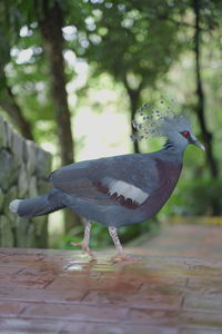 View of bird perching on wood