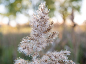 Close-up of wilted plant