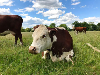 Cows grazing in a field