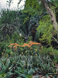 Plants growing on field in forest