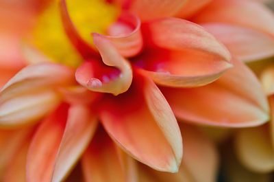 Close-up of pink flowers
