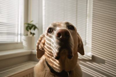 Portrait of dog at home