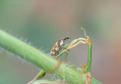 Close-up of insect on leaf