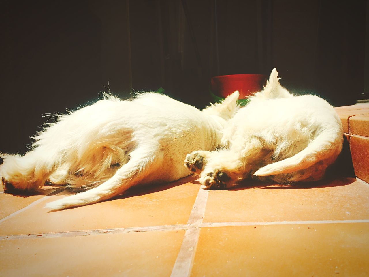 Dogs sunbathing