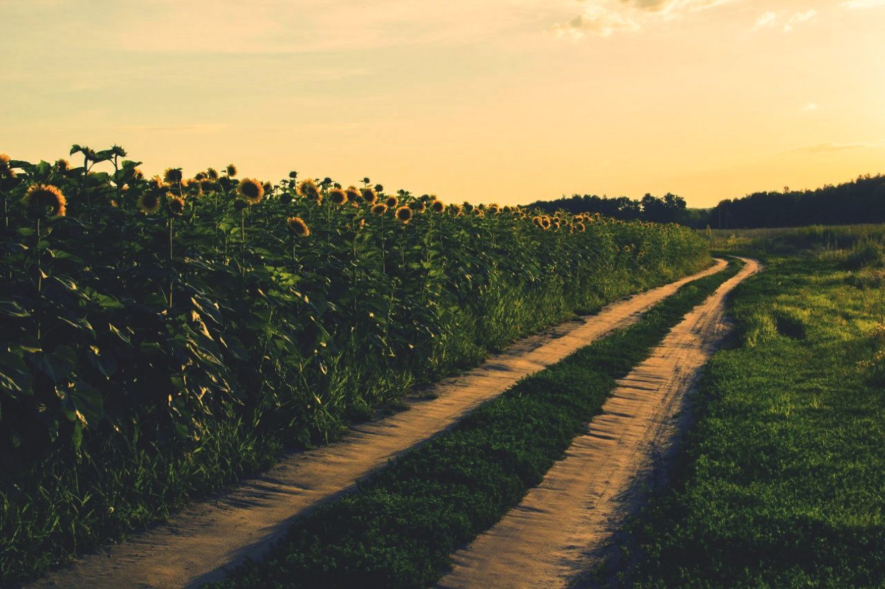 field, the way forward, landscape, tranquility, tranquil scene, sky, grass, rural scene, agriculture, growth, nature, diminishing perspective, scenics, beauty in nature, sunset, vanishing point, road, farm, plant, transportation