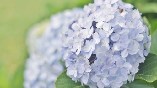 Close-up of purple hydrangea flowers