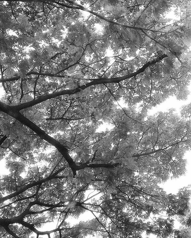 tree, low angle view, branch, growth, nature, tranquility, beauty in nature, sky, tree trunk, backgrounds, day, full frame, directly below, scenics, outdoors, no people, tranquil scene, forest, sunlight, clear sky