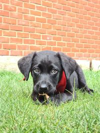 Portrait of black puppy