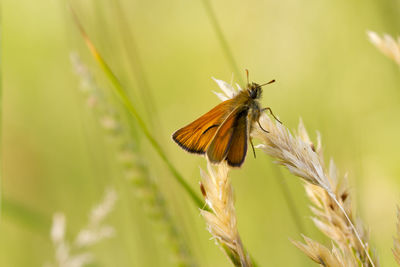 Close-up of butterfly on plant