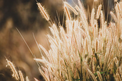 Close-up of stalks in field