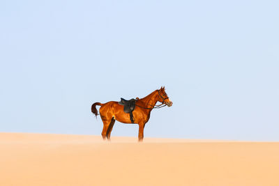 Horse standing at beach against clear sky during sunset