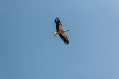 Low angle view of a bird flying