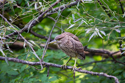 Close-up of bird perching on branch