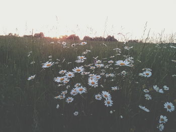 Flowers growing on field against sky seen through window