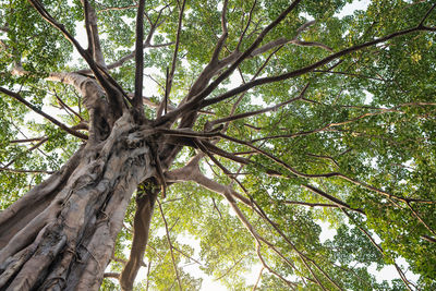 Low angle view of trees against sky