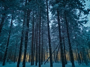 Trees in forest during winter